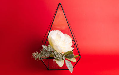 Close-up of red roses against white background