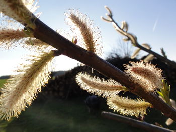 Close-up low angle view of plant