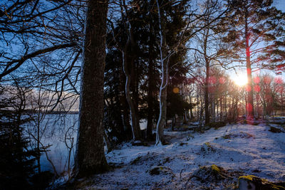 Bare trees in forest during winter