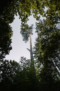 Low angle view of trees against sky
