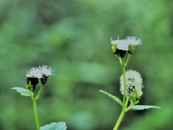 Close-up of white flowering plant