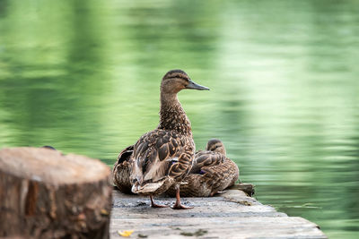 Bird on a lake