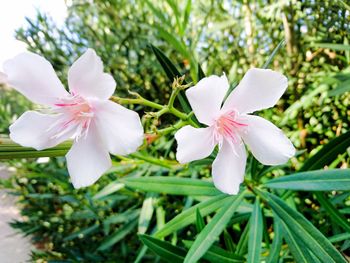 Close-up of white flowers blooming outdoors