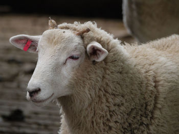 Close-up of a sheep