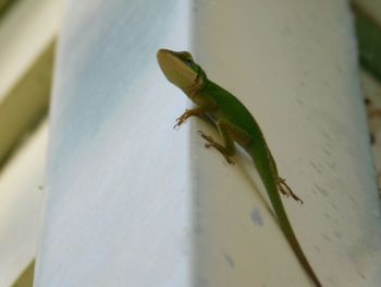 Close-up of lizard on leaf
