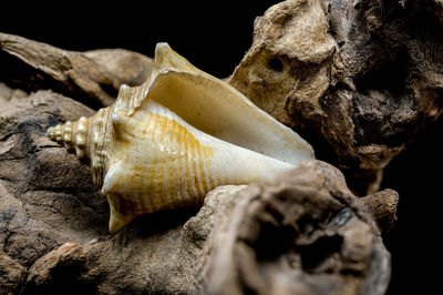 macro photography