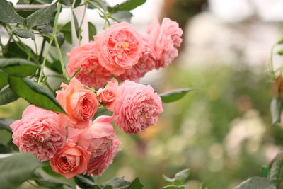 Close-up of pink rose flower
