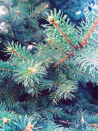 High angle view of christmas tree during winter