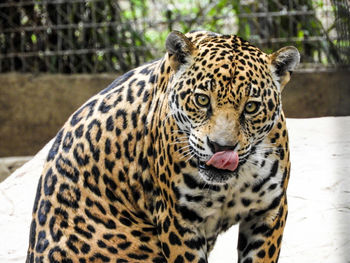 Close-up portrait of tiger