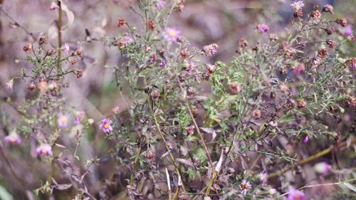 Close-up of flowers blooming on tree
