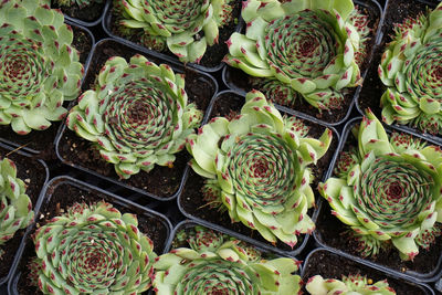 High angle view of succulent plant