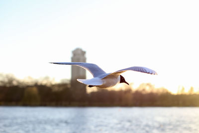 Bird flying over lake against clear sky