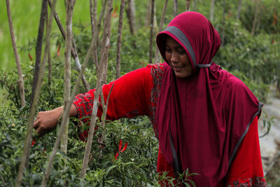 A farmer is seen harvesting chilies on his plantation in ceumeucot village, north aceh, indonesia