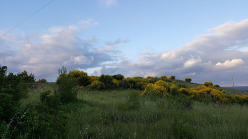 Trees on field against sky