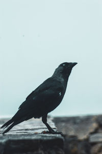 Bird perching on a wall