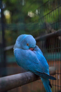 Close-up of blue parrot perching in cage