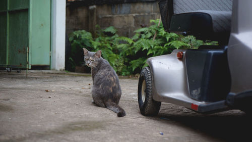 Cat sitting outdoors