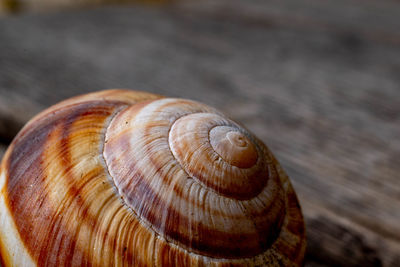 Close-up of snail