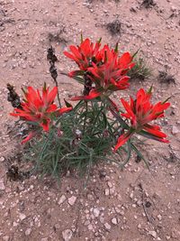 Red flowers growing on plant