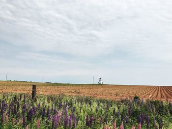 Scenic view of field against sky