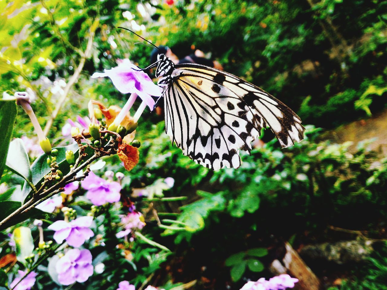 CLOSE-UP OF BUTTERFLY POLLINATING ON FLOWER