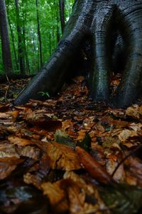 Close-up of tree trunk in forest