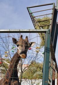 Low angle view of giraffe