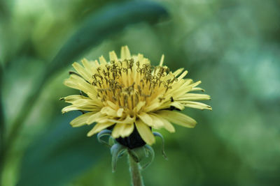 Close-up of yellow flowering plant
