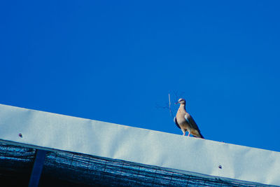 Low angle view of bird on roof against clear blue sky