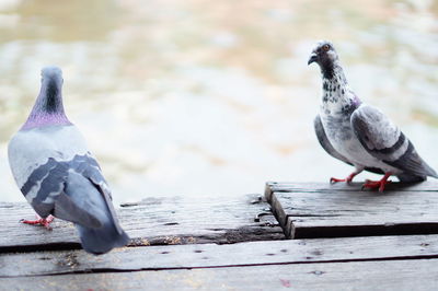 Close-up of pigeon perching on wood