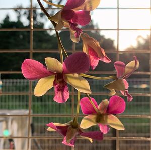 Close-up of pink flowering plant