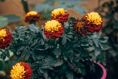 Close-up of yellow flowering plants