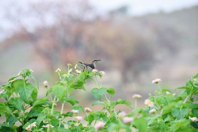 Bird perching on a plant