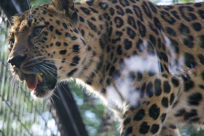 Low angle view of jaguar