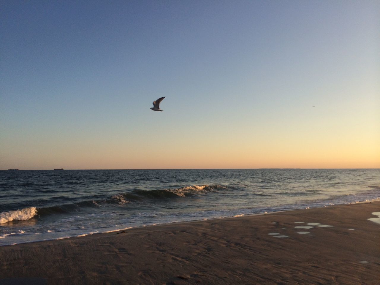 bird, sea, animal themes, horizon over water, animals in the wild, flying, wildlife, water, one animal, sunset, beach, clear sky, scenics, beauty in nature, copy space, tranquil scene, shore, tranquility, nature, seagull