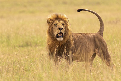 A lion standing in the grasslands with raised tail