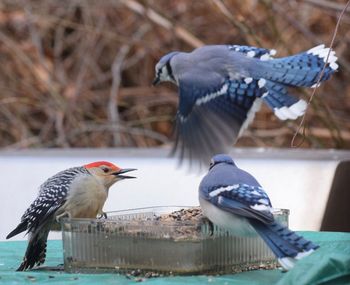 Birds perching on a bird