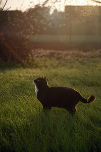 Side view of a dog on field