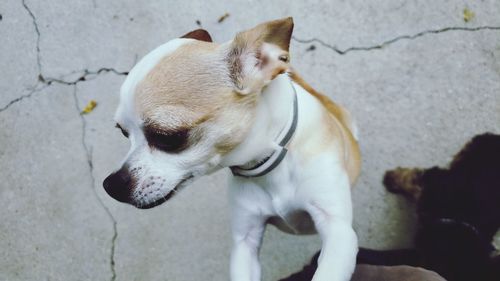 High angle view of dog looking away