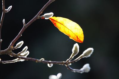 Close-up of leaves on branch during autumn