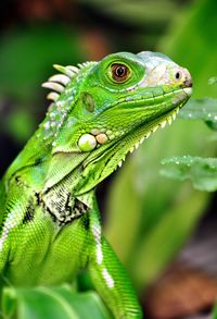 Close-up of green lizard