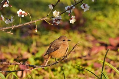 Close-up of bird perching on branch