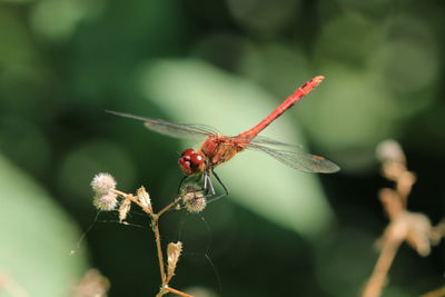 Close-up of insect on plant