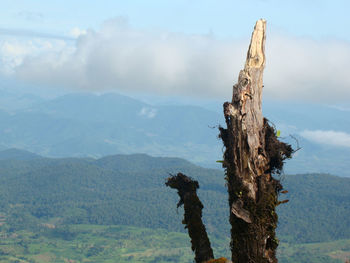 Panoramic view of tree trunk against sky
