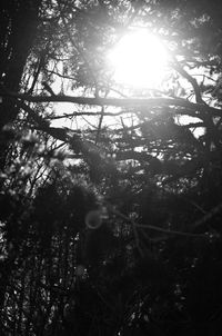 Low angle view of tree branches against sky