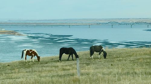 Horses by sea against clear sky