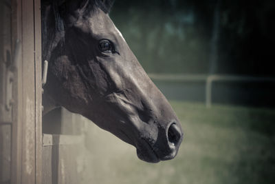 Close-up portrait of horse in stable