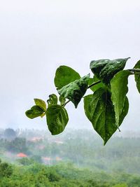 Close-up of green leaves on plant against sky