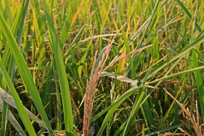 Close-up of crops growing on field