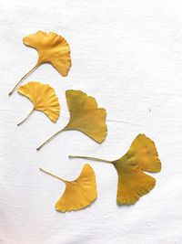 Close-up of dry autumn leaf